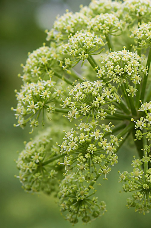 Angelica archangelica