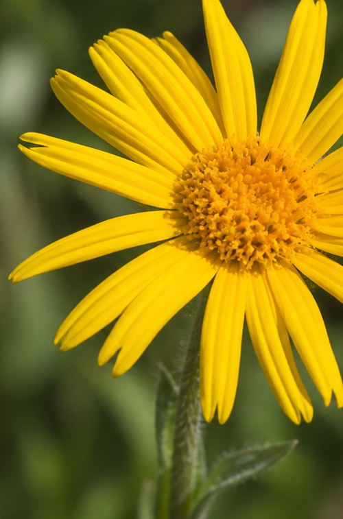 	Arnica montana