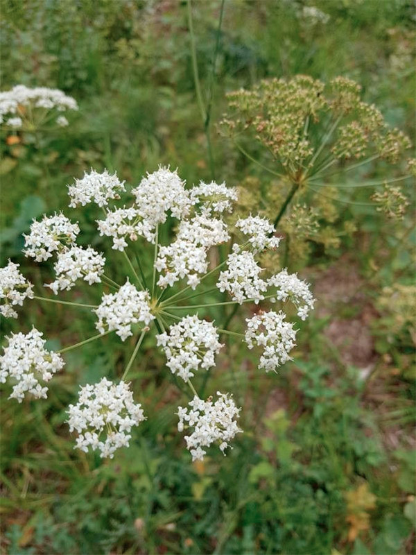 Pimpinella saxifraga