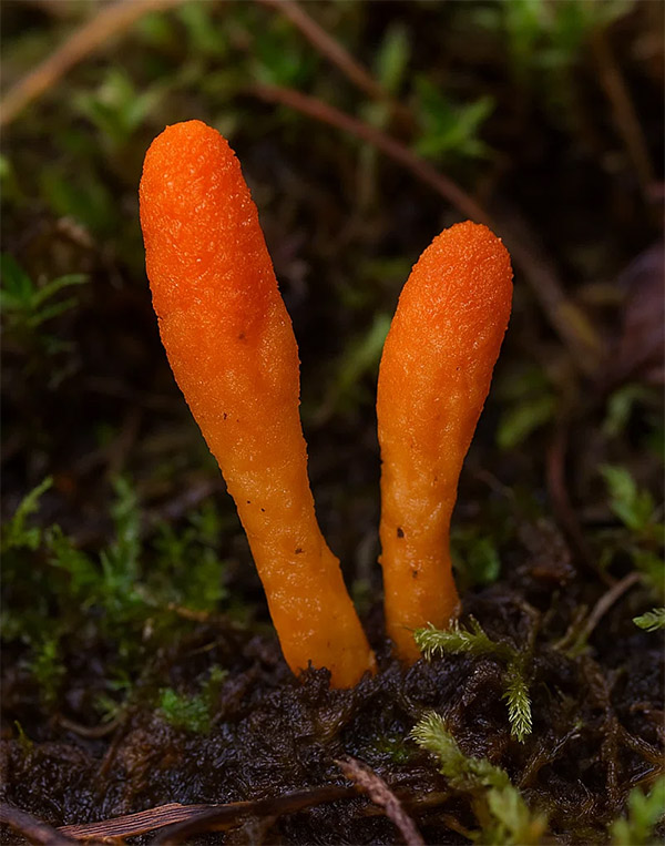 Cordyceps sinensis