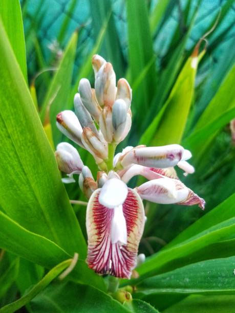 Alpinia officinarum