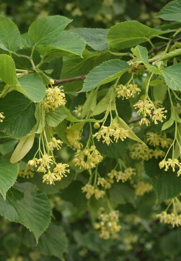 Tilia cordata