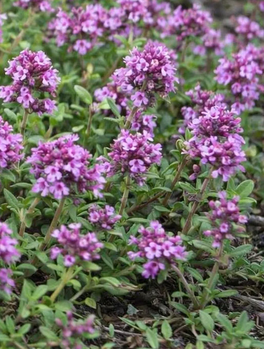 Thymus serpyllum