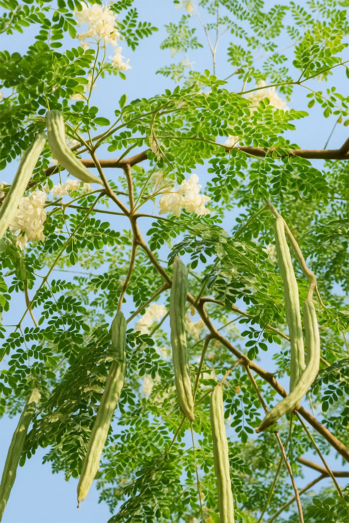 Moringa olejodarná prášok
