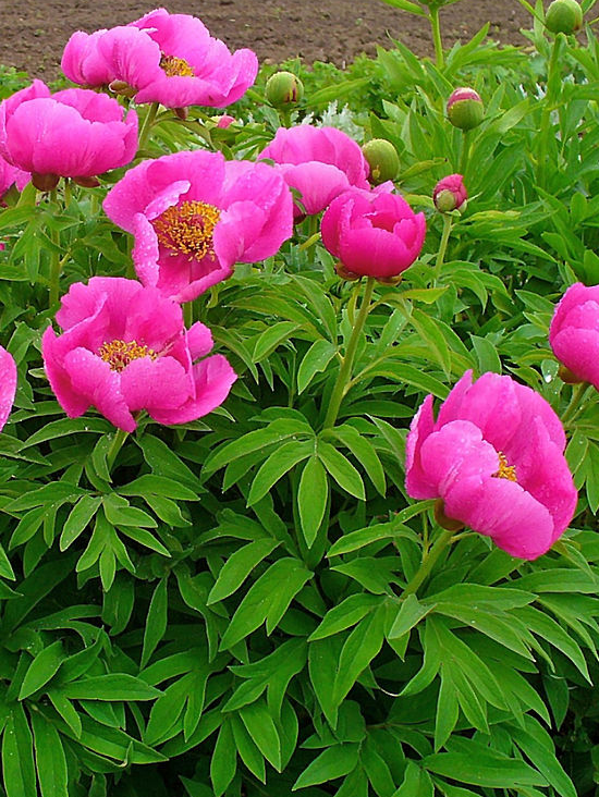 Paeonia officinalis