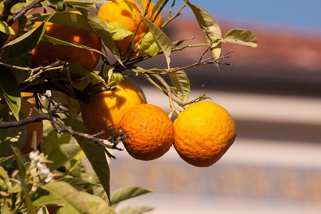 Pomarančová kôra 