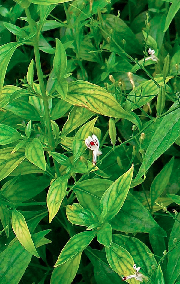 Andrographis paniculata