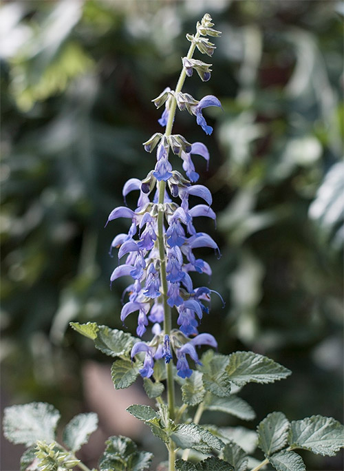 Salvia miltiorrhiza